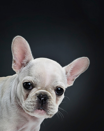 Long Island NY Pet and Animal Photographer