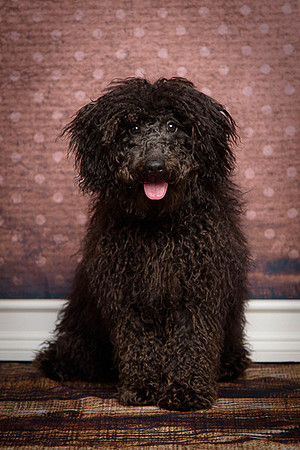 Long Island NY Pet Photography