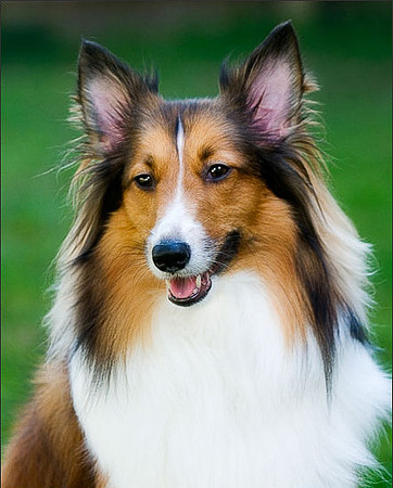 Long Island NY Pet and Animal Photographer