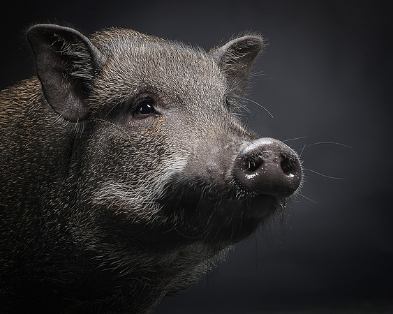 Long Island NY Pet and Animal Photographer