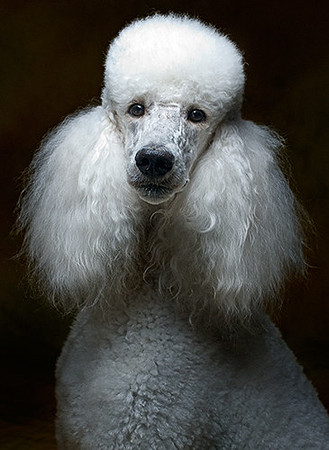 Long Island NY Pet Photography