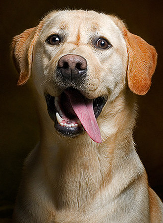 Long Island NY Pet and Animal Photographer