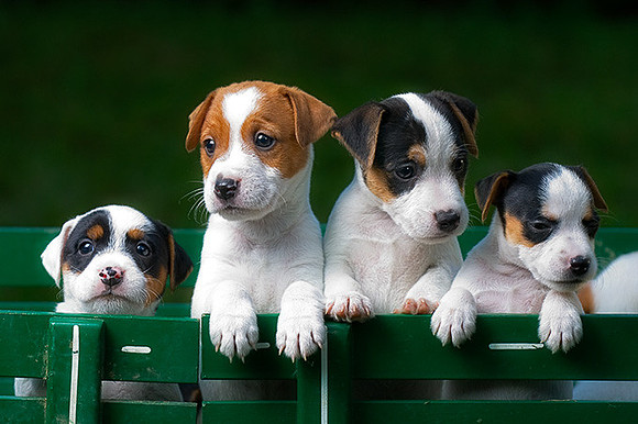 Long Island NY Pet and Animal Photographer