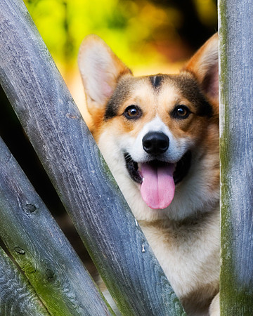 Long Island NY Pet and Animal Photographer