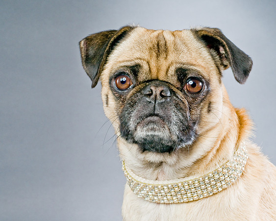 Long Island NY Pet and Animal Photographer