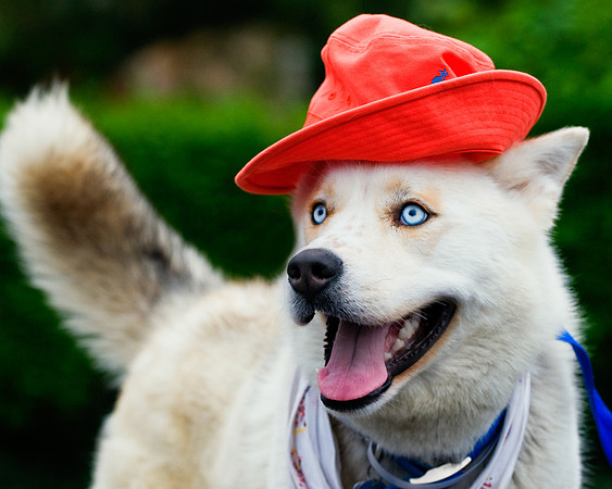 Long Island NY Pet and Animal Photographer