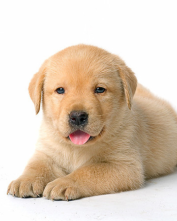 Long Island NY Pet and Animal Photographer