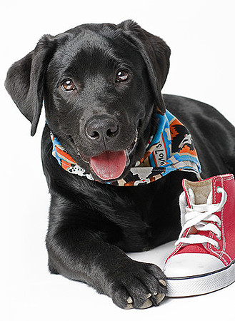 Long Island NY Pet and Animal Photographer