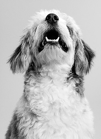 Long Island NY Pet and Animal Photographer