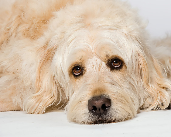 Long Island NY Pet and Animal Photographer
