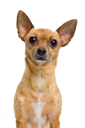 Long Island NY Pet and Animal Photographer