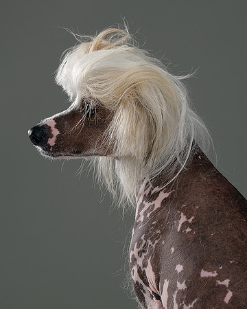 Long Island NY Pet and Animal Photographer