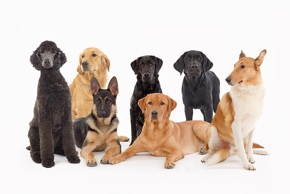 Long Island NY Pet and Animal Photographer