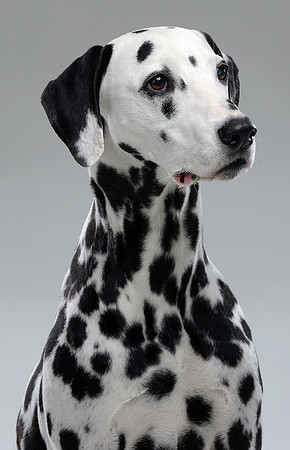 Long Island pet and animal photography-55