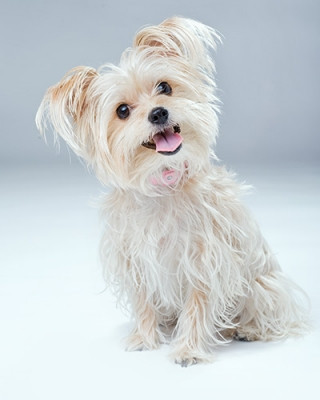 Long Island NY Pet and Animal Photographer