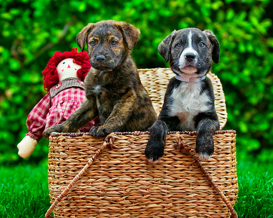 Long Island NY Pet and Animal Photographer