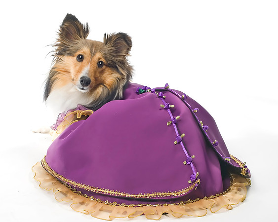 Long Island NY Pet and Animal Photographer