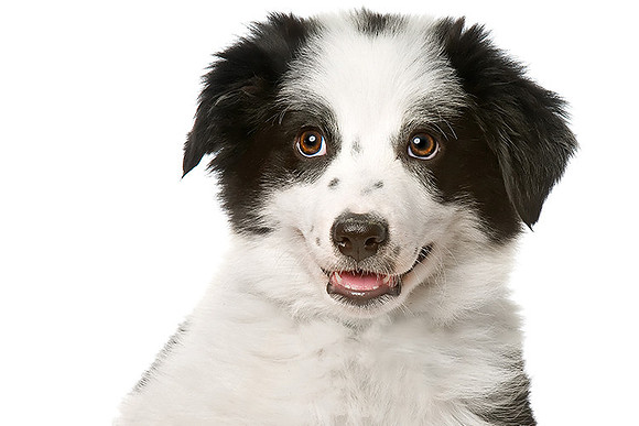 Long Island NY Pet Photography