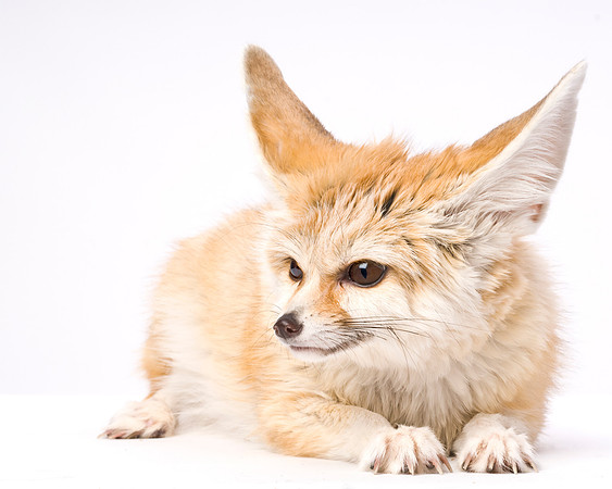 Long Island NY Pet and Animal Photographer