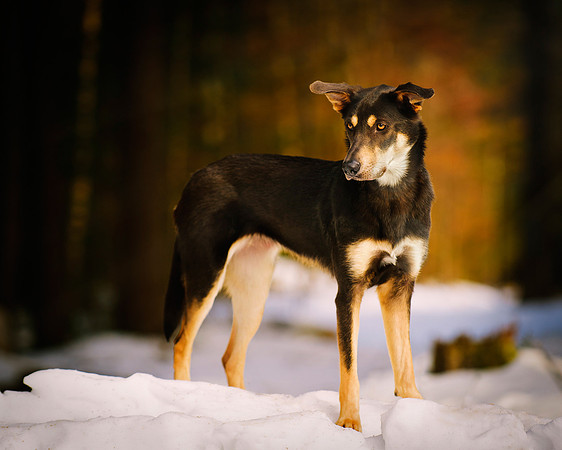 Long Island NY Pet and Animal Photographer