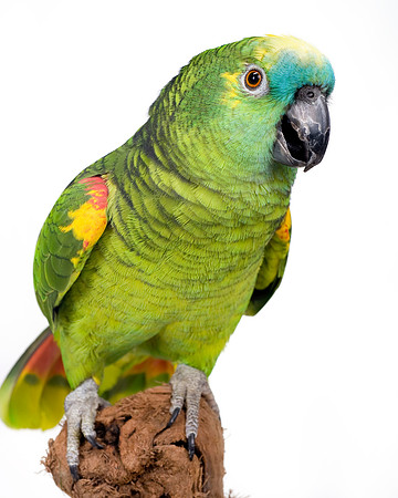 long island pet photographer