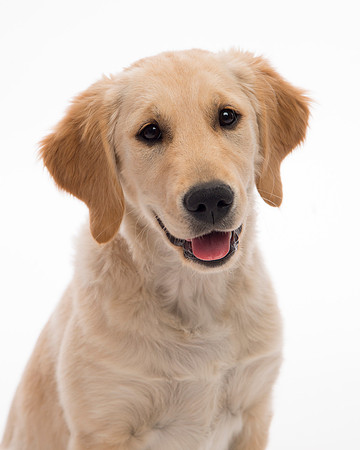 New York Commercial Dog Photography