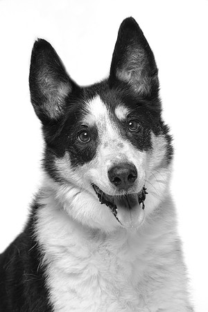 Long Island NY Dog Photographer