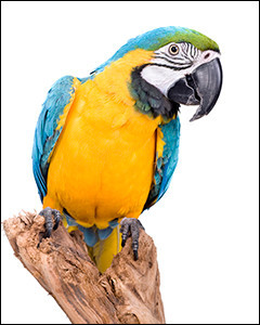blue-and-yellow Macaw parrot