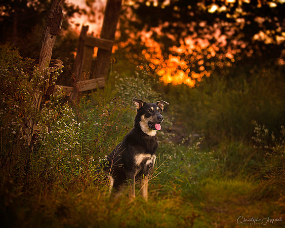 Long Island Dog Photographer