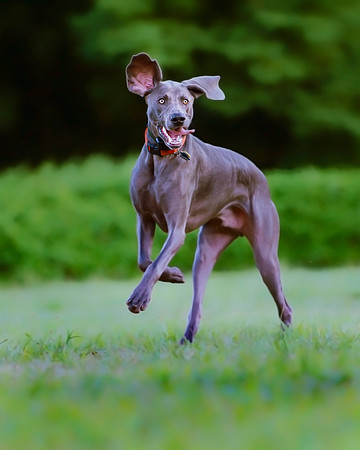 Long Island NY Suffolk Pet Photography