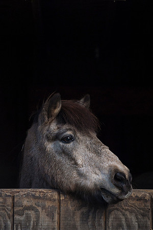Long Island NY Equine Photographer